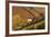 Vineyards, Near Alba, Langhe, Piedmont, Italy-Peter Adams-Framed Photographic Print