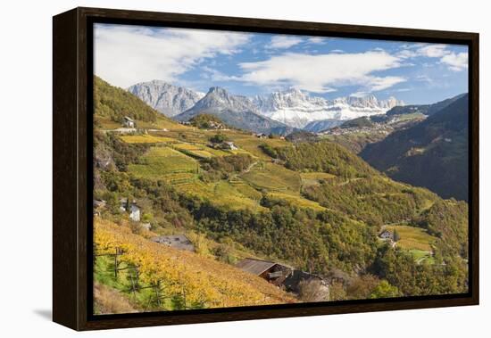 Vineyards Near Bolzano, Trentino-Alto Adige, Suedtirol, Italy-Peter Adams-Framed Premier Image Canvas
