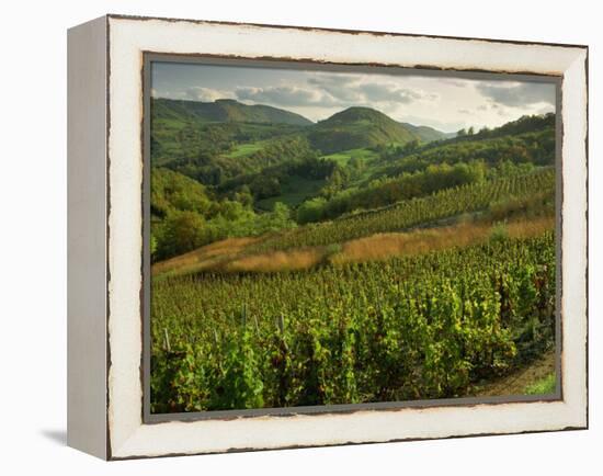 Vineyards Near Cerdon, Bugey, Ain, Rhone Alpes, France, Europe-Michael Busselle-Framed Premier Image Canvas