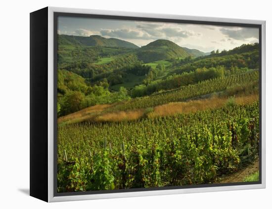 Vineyards Near Cerdon, Bugey, Ain, Rhone Alpes, France, Europe-Michael Busselle-Framed Premier Image Canvas