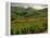 Vineyards Near Cerdon, Bugey, Ain, Rhone Alpes, France, Europe-Michael Busselle-Framed Premier Image Canvas