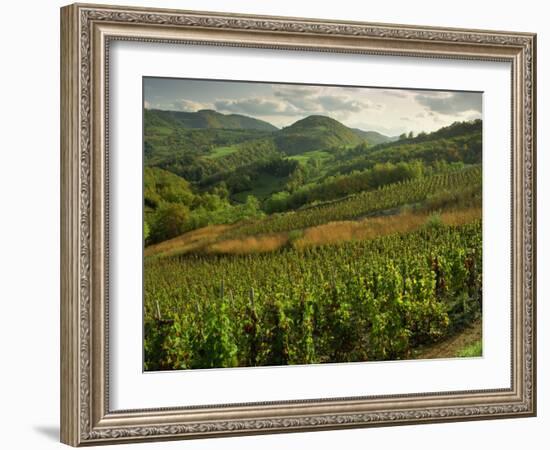 Vineyards Near Cerdon, Bugey, Ain, Rhone Alpes, France, Europe-Michael Busselle-Framed Photographic Print