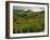 Vineyards Near Cerdon, Bugey, Ain, Rhone Alpes, France, Europe-Michael Busselle-Framed Photographic Print