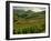 Vineyards Near Cerdon, Bugey, Ain, Rhone Alpes, France, Europe-Michael Busselle-Framed Photographic Print