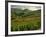 Vineyards Near Cerdon, Bugey, Ain, Rhone Alpes, France, Europe-Michael Busselle-Framed Photographic Print