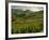 Vineyards Near Cerdon, Bugey, Ain, Rhone Alpes, France, Europe-Michael Busselle-Framed Photographic Print