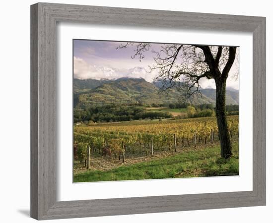 Vineyards Near Chambery, Savoie, Rhone Alpes, France-Michael Busselle-Framed Photographic Print