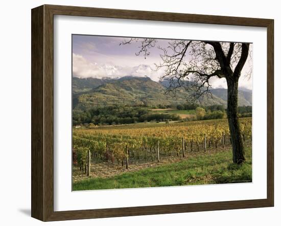 Vineyards Near Chambery, Savoie, Rhone Alpes, France-Michael Busselle-Framed Photographic Print