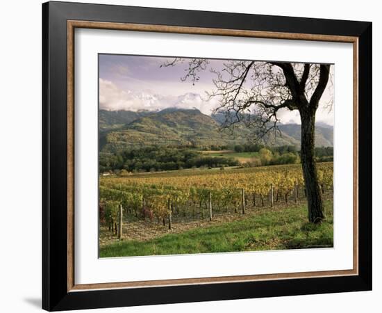 Vineyards Near Chambery, Savoie, Rhone Alpes, France-Michael Busselle-Framed Photographic Print