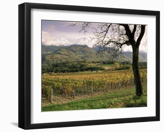 Vineyards Near Chambery, Savoie, Rhone Alpes, France-Michael Busselle-Framed Photographic Print