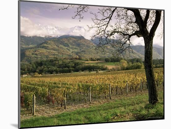 Vineyards Near Chambery, Savoie, Rhone Alpes, France-Michael Busselle-Mounted Photographic Print