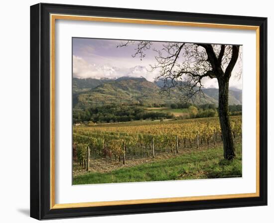 Vineyards Near Chambery, Savoie, Rhone Alpes, France-Michael Busselle-Framed Photographic Print