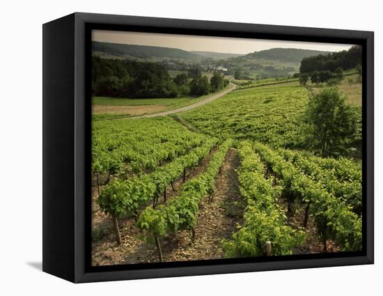 Vineyards Near Coiffy Le Haut, Haute Marne, Champagne, France-Michael Busselle-Framed Premier Image Canvas