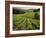 Vineyards Near Coiffy Le Haut, Haute Marne, Champagne, France-Michael Busselle-Framed Photographic Print