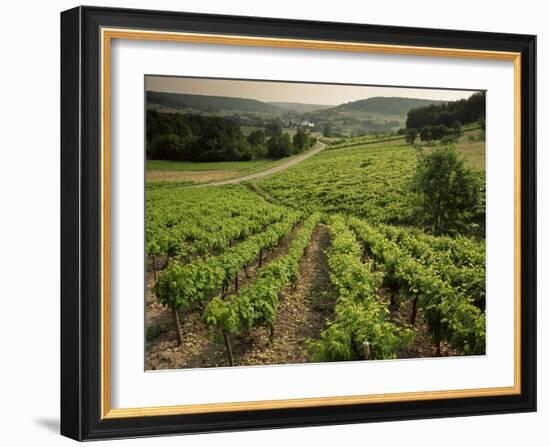 Vineyards Near Coiffy Le Haut, Haute Marne, Champagne, France-Michael Busselle-Framed Photographic Print