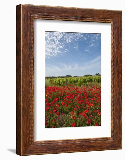 Vineyards near Ettore E Infersa Salt Works Area-Guido Cozzi-Framed Photographic Print