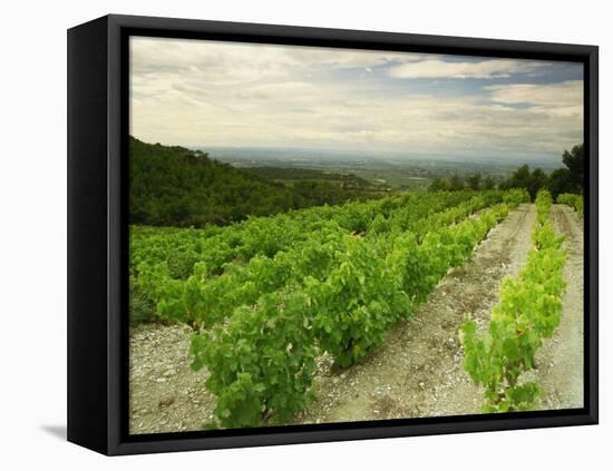 Vineyards Near Gigondas, Vaucluse, Provence, France, Europe-Michael Busselle-Framed Premier Image Canvas