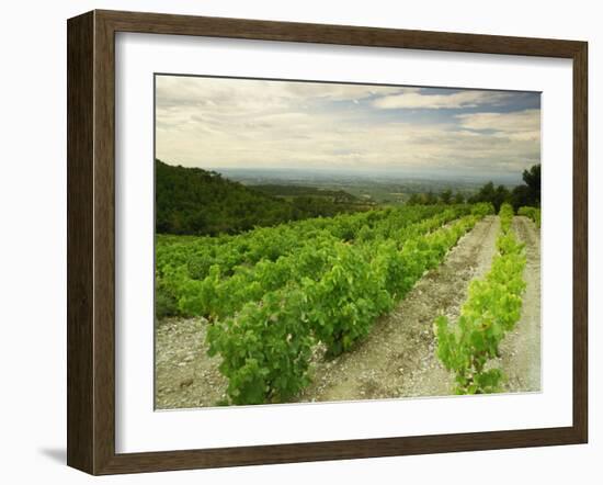 Vineyards Near Gigondas, Vaucluse, Provence, France, Europe-Michael Busselle-Framed Photographic Print