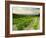 Vineyards Near Gigondas, Vaucluse, Provence, France, Europe-Michael Busselle-Framed Photographic Print