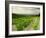 Vineyards Near Gigondas, Vaucluse, Provence, France, Europe-Michael Busselle-Framed Photographic Print