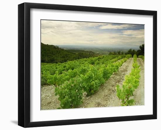 Vineyards Near Gigondas, Vaucluse, Provence, France, Europe-Michael Busselle-Framed Photographic Print