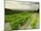 Vineyards Near Gigondas, Vaucluse, Provence, France, Europe-Michael Busselle-Mounted Photographic Print