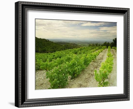 Vineyards Near Gigondas, Vaucluse, Provence, France, Europe-Michael Busselle-Framed Photographic Print