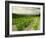 Vineyards Near Gigondas, Vaucluse, Provence, France, Europe-Michael Busselle-Framed Photographic Print