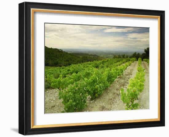 Vineyards Near Gigondas, Vaucluse, Provence, France, Europe-Michael Busselle-Framed Photographic Print