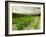 Vineyards Near Gigondas, Vaucluse, Provence, France, Europe-Michael Busselle-Framed Photographic Print