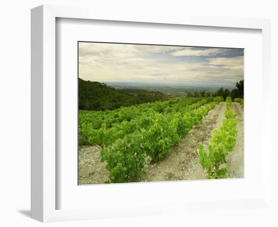 Vineyards Near Gigondas, Vaucluse, Provence, France, Europe-Michael Busselle-Framed Photographic Print