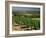 Vineyards Near Irancy, Burgundy, France-Michael Busselle-Framed Photographic Print