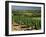 Vineyards Near Irancy, Burgundy, France-Michael Busselle-Framed Photographic Print