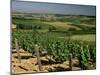 Vineyards Near Irancy, Burgundy, France-Michael Busselle-Mounted Photographic Print