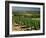 Vineyards Near Irancy, Burgundy, France-Michael Busselle-Framed Photographic Print