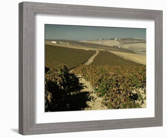 Vineyards Near Jerez, Cadiz, Andalucia, Spain-Michael Busselle-Framed Photographic Print