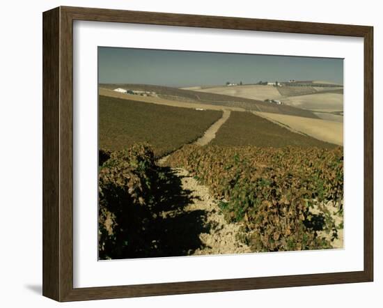 Vineyards Near Jerez, Cadiz, Andalucia, Spain-Michael Busselle-Framed Photographic Print