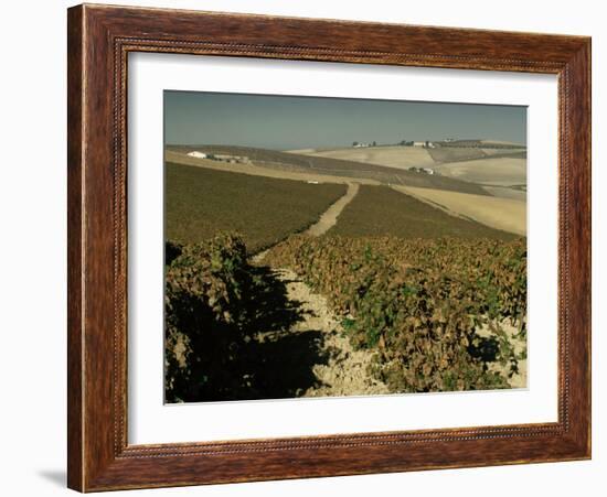 Vineyards Near Jerez, Cadiz, Andalucia, Spain-Michael Busselle-Framed Photographic Print