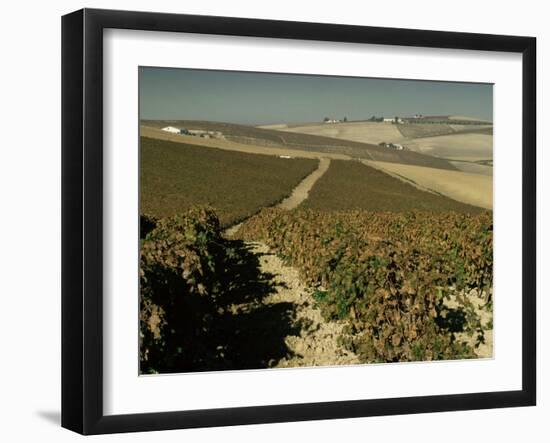 Vineyards Near Jerez, Cadiz, Andalucia, Spain-Michael Busselle-Framed Photographic Print