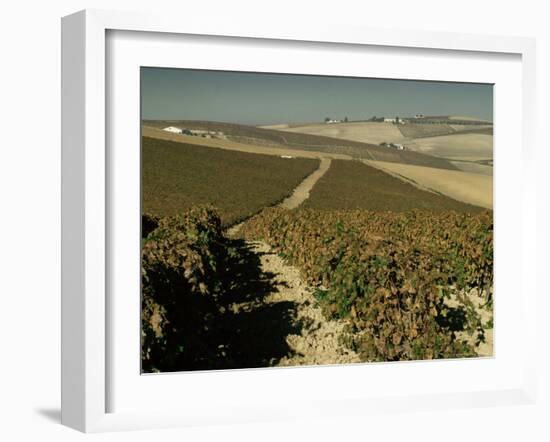 Vineyards Near Jerez, Cadiz, Andalucia, Spain-Michael Busselle-Framed Photographic Print