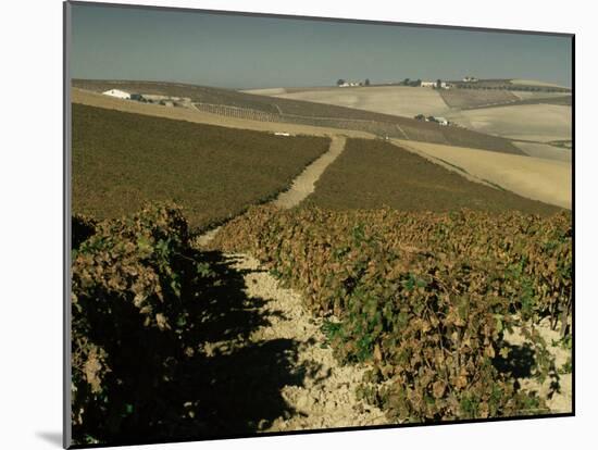 Vineyards Near Jerez, Cadiz, Andalucia, Spain-Michael Busselle-Mounted Photographic Print