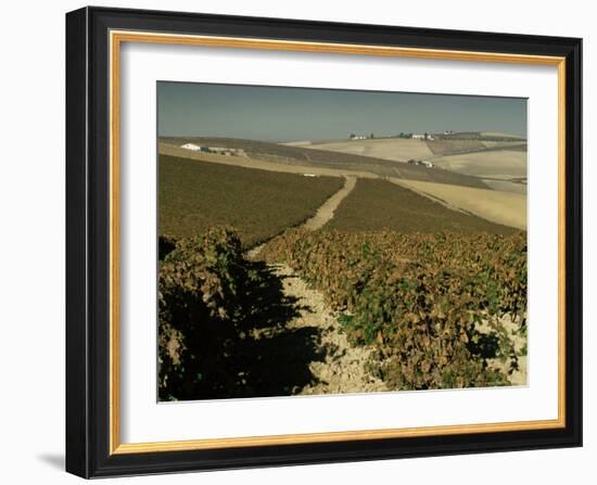 Vineyards Near Jerez, Cadiz, Andalucia, Spain-Michael Busselle-Framed Photographic Print