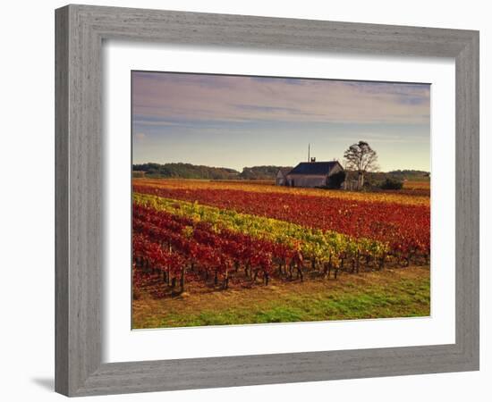 Vineyards Near Loches, Indre Et Loire, Touraine, Loire Valley, France, Europe-David Hughes-Framed Photographic Print