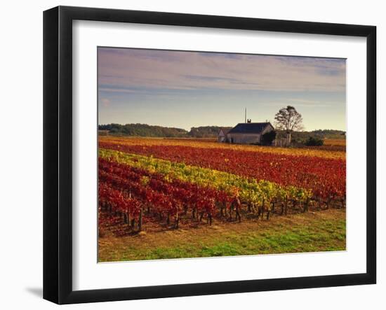 Vineyards Near Loches, Indre Et Loire, Touraine, Loire Valley, France, Europe-David Hughes-Framed Photographic Print