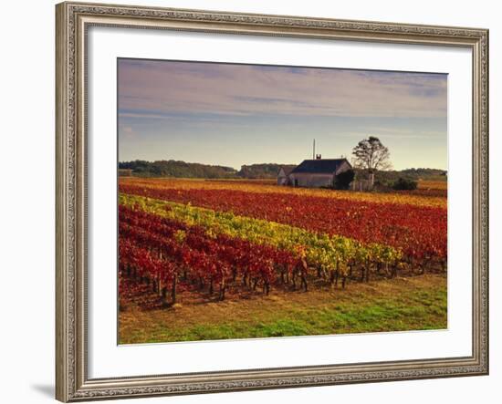 Vineyards Near Loches, Indre Et Loire, Touraine, Loire Valley, France, Europe-David Hughes-Framed Photographic Print