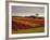 Vineyards Near Loches, Indre Et Loire, Touraine, Loire Valley, France, Europe-David Hughes-Framed Photographic Print