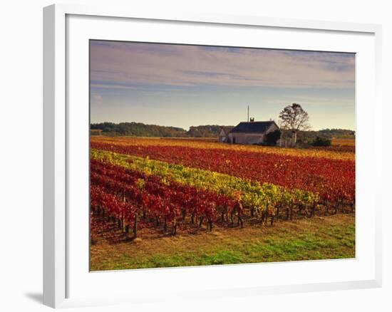 Vineyards Near Loches, Indre Et Loire, Touraine, Loire Valley, France, Europe-David Hughes-Framed Photographic Print