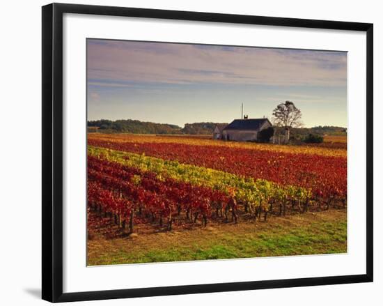 Vineyards Near Loches, Indre Et Loire, Touraine, Loire Valley, France, Europe-David Hughes-Framed Photographic Print