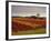 Vineyards Near Loches, Indre Et Loire, Touraine, Loire Valley, France, Europe-David Hughes-Framed Photographic Print