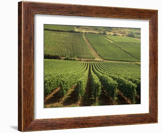 Vineyards Near Lugny, Burgundy (Bourgogne), France-Michael Busselle-Framed Photographic Print